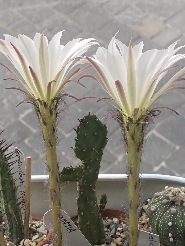 Echinopsis subdenudata.jpeg